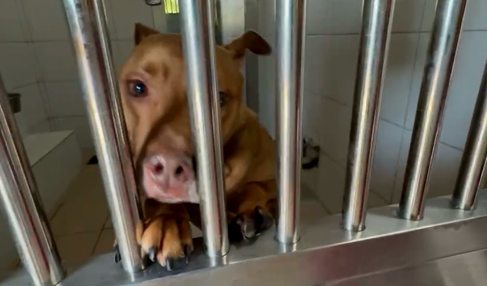 曾咬死人!訓犬師細心調教 比特犬「尖石」戴嘴套外出散步