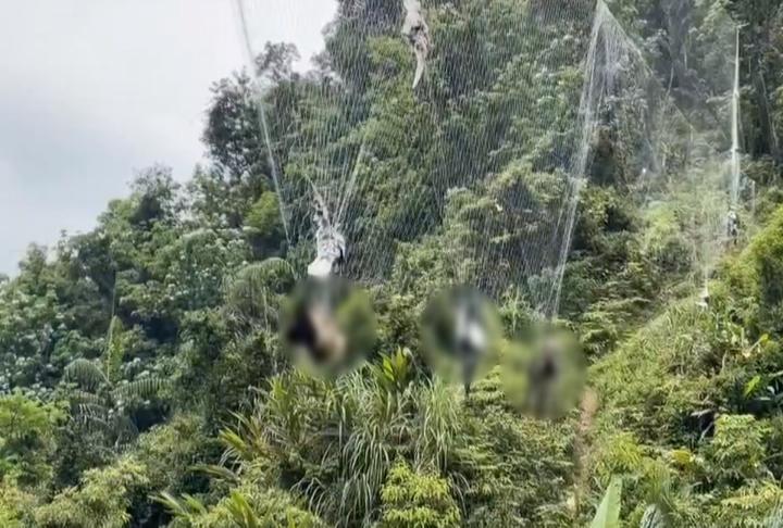 非法架設鳥網"鳥.鴿死一片" 基隆市鳥黑鳶"眨一眼"獲救