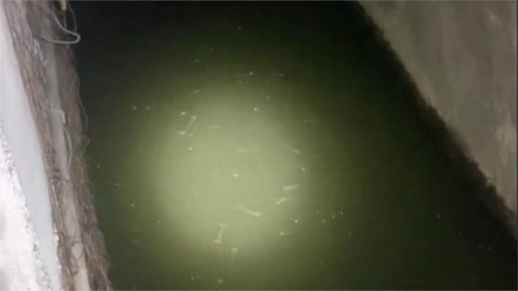 大半夜的在撈什麼? 東港排水溝竟出現大量「白蝦」