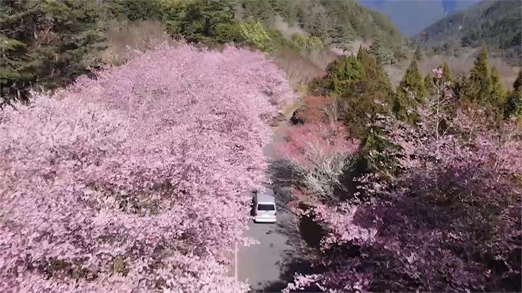 粉紅世界！　泰安櫻花大爆發　武陵農場「櫻花河」盛綻