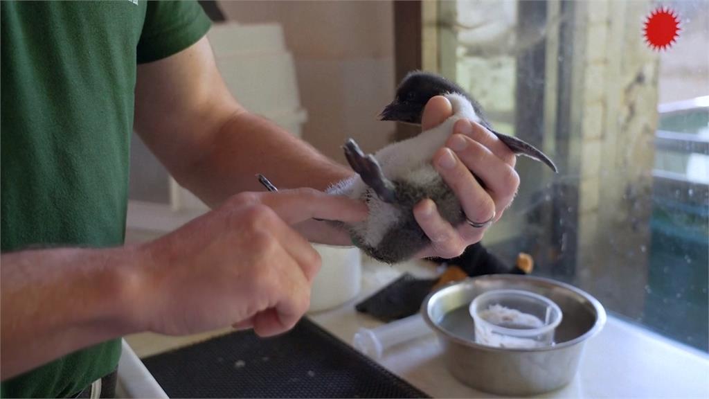 英國動物園成功孵育瀕危「北跳岩企鵝」 2週大雛鳥成長中