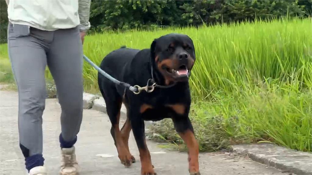 羅威那犬直直撞! 民眾投訴馬場「狗未繫繩」嚇到人