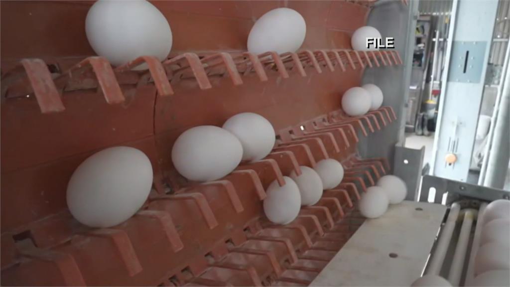 美國雞蛋也缺蛋！飆漲55%　復活節彩蛋擬用假蛋取代