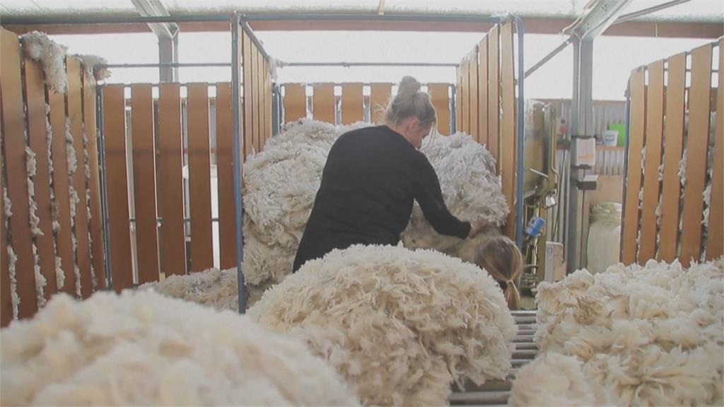 綿羊剃毛還有古典樂可以聽！　「快樂綿羊」牧場生產高品質羊毛