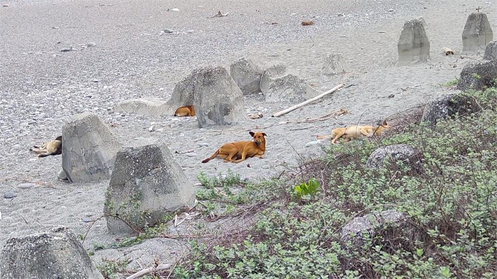 七星潭流浪犬多 海巡人員丟石頭驅趕下場慘了