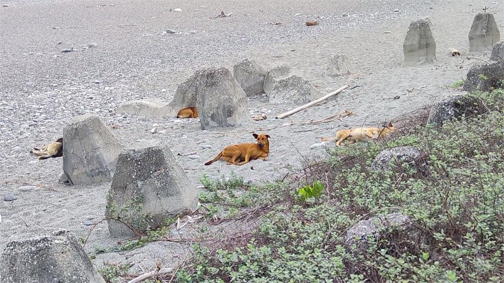 七星潭流浪犬多　海巡人員丟石頭驅趕下場慘了