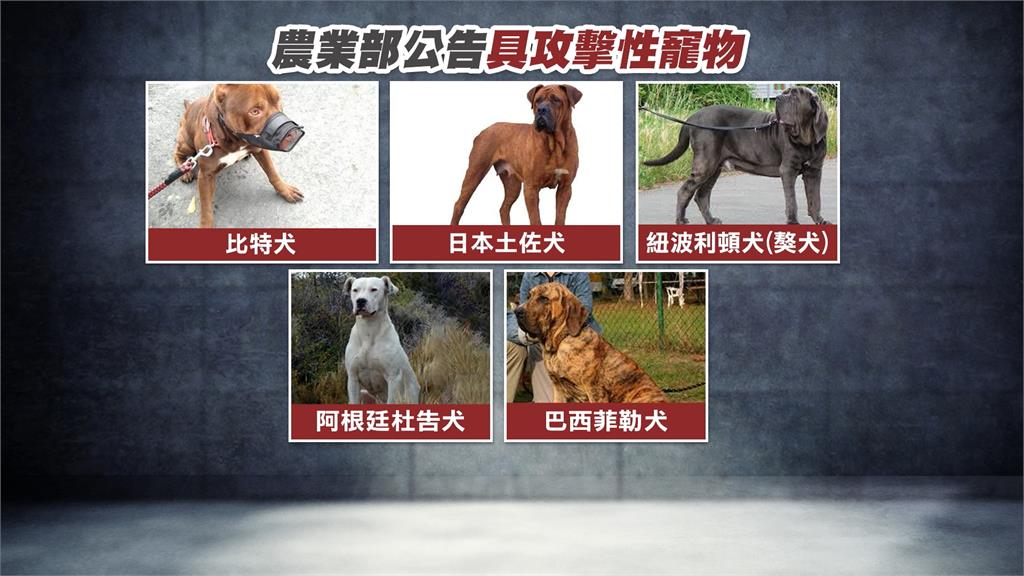 羅威那犬直直撞! 民眾投訴馬場「狗未繫繩」嚇到人