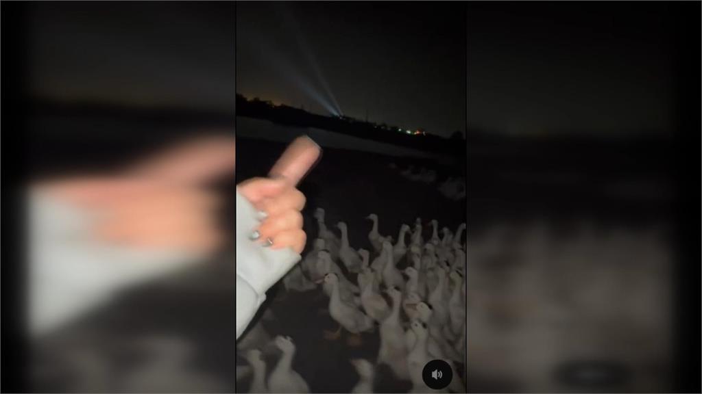 宛如鴨子版「梨泰院慘案」 鴨群被高空光束驚嚇踩踏致死