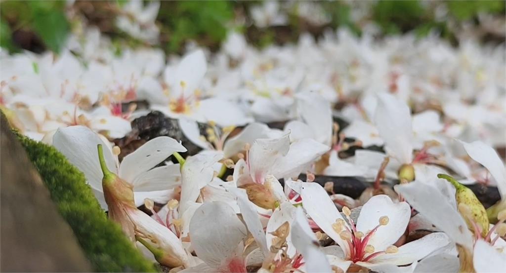 來苗栗追五月雪！桐花嘉年華登場　新住民美食助陣添亮點