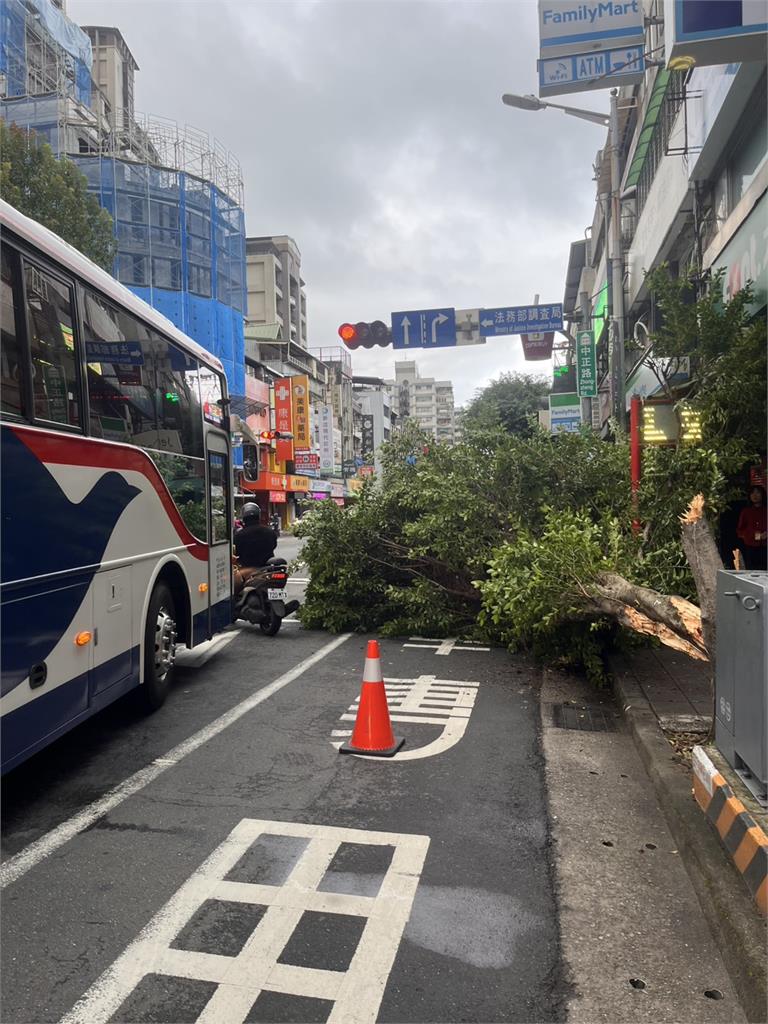 公車撞路樹險波及路人 樹倒瞬間民眾跳開畫面曝光