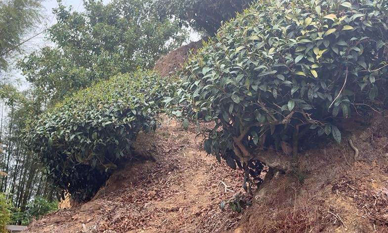 年初少雨!春茶還沒採枯一半 南投茶列天然災害現金救助範圍