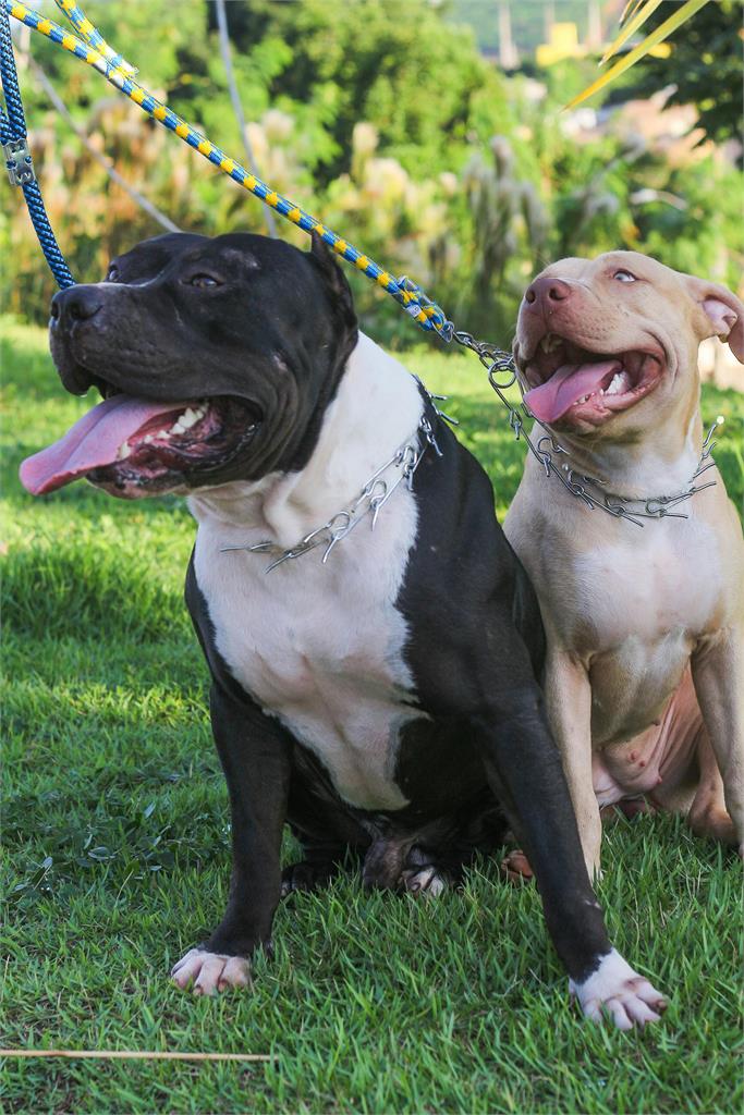 6月大女嬰被發狠比特犬當場咬死!犬隻遭「人道毀滅」家屬悲痛發聲了