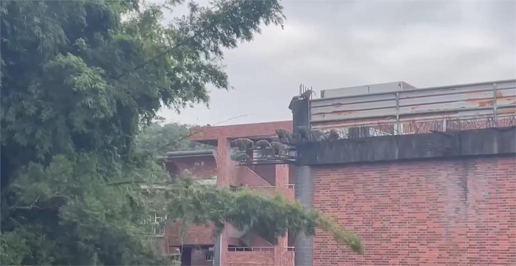 雲林獼猴群「飛越」電網找食物　彰化大鴕鳥卡大排爛泥中