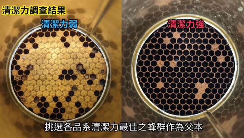 嗡嗡嗡！提升30%採蜜力　苗栗農改場五年培育"超級打工蜂"