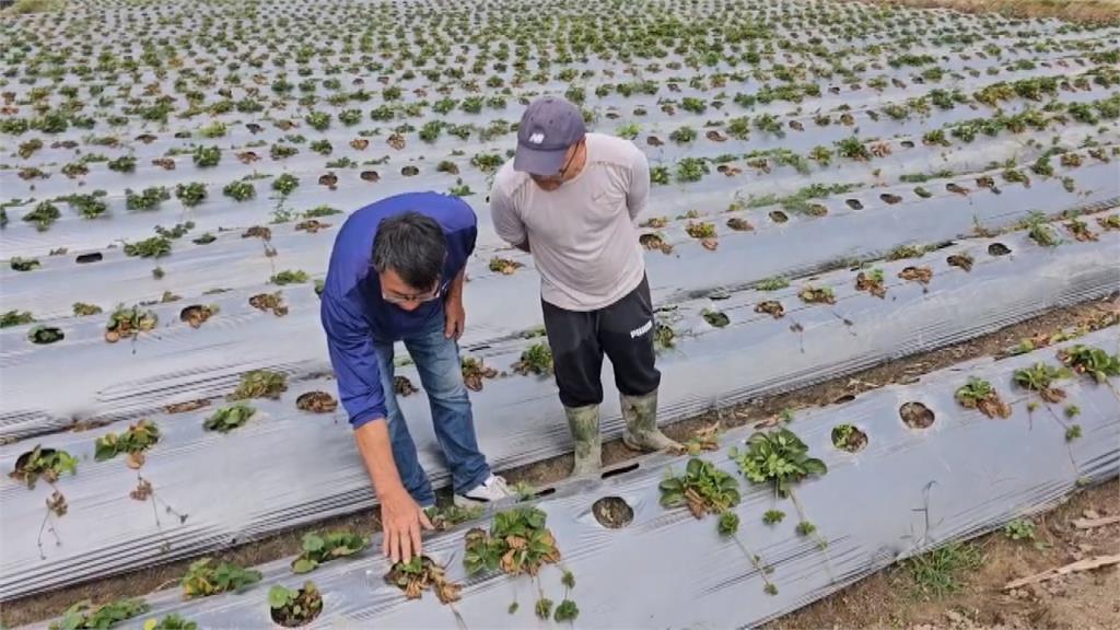大湖草莓疑感染「細菌性角斑病」 農會:受損面積至少三成