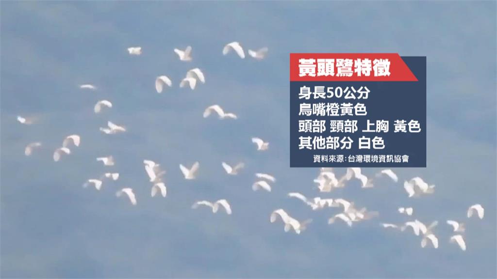黃頭鷺遷徙過境嘉義　成群飛躍圍繞山谷像一條白龍