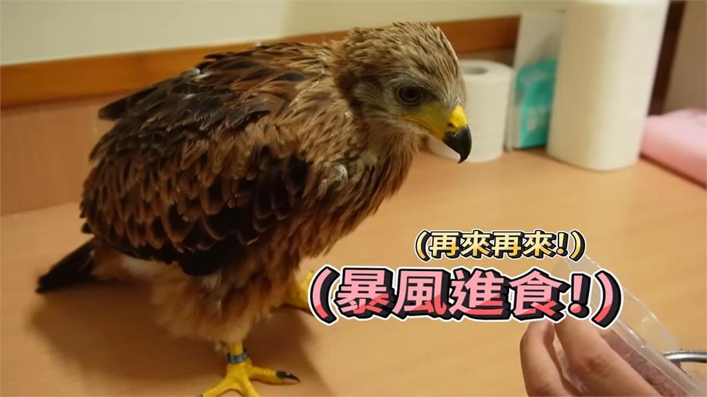 身價破30萬！台灣最少人飼養的尊貴猛禽　「紅鳶寶寶」叫聲萌翻全網