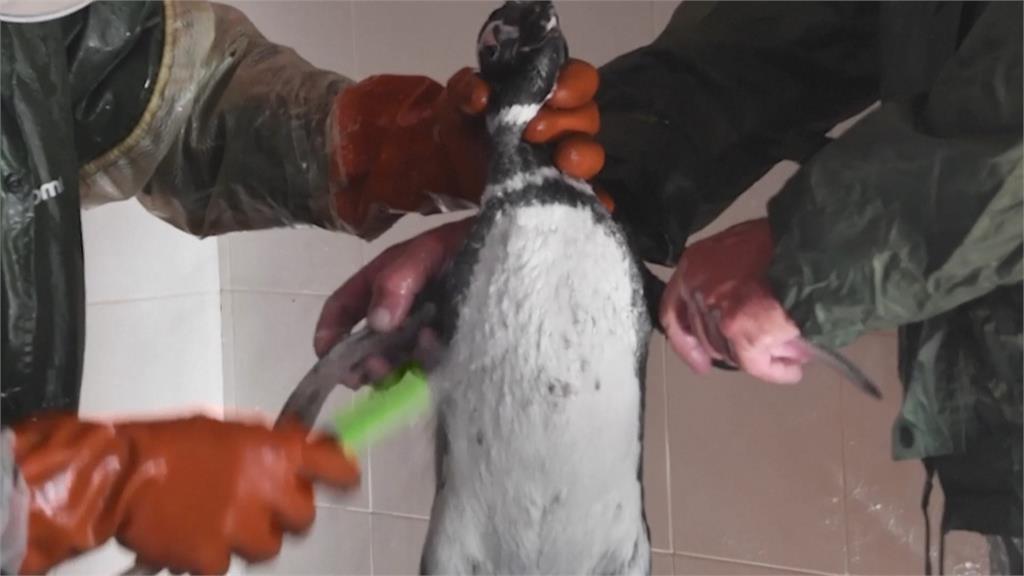 阿根廷動保中心陸續收救企鵝　15隻成功野放大海
