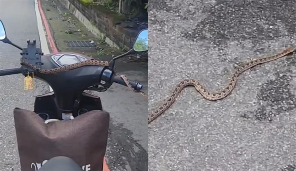 「小龜」從天而降驚悚畫面曝光!網嚇爛喊:機車騎士竟淡定立中柱