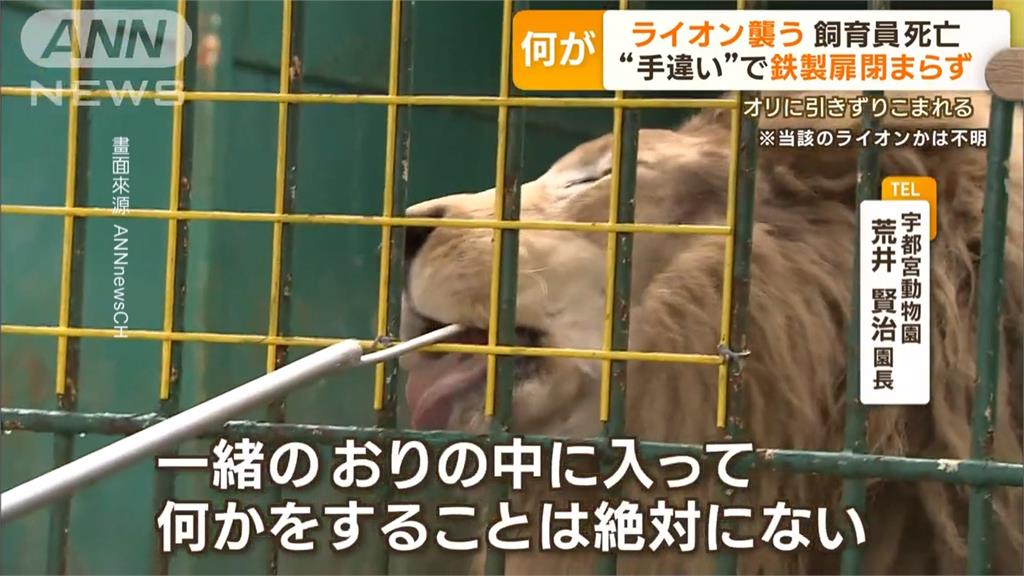 福島縣動物園獅攻擊人事件　男飼養員傷重身亡