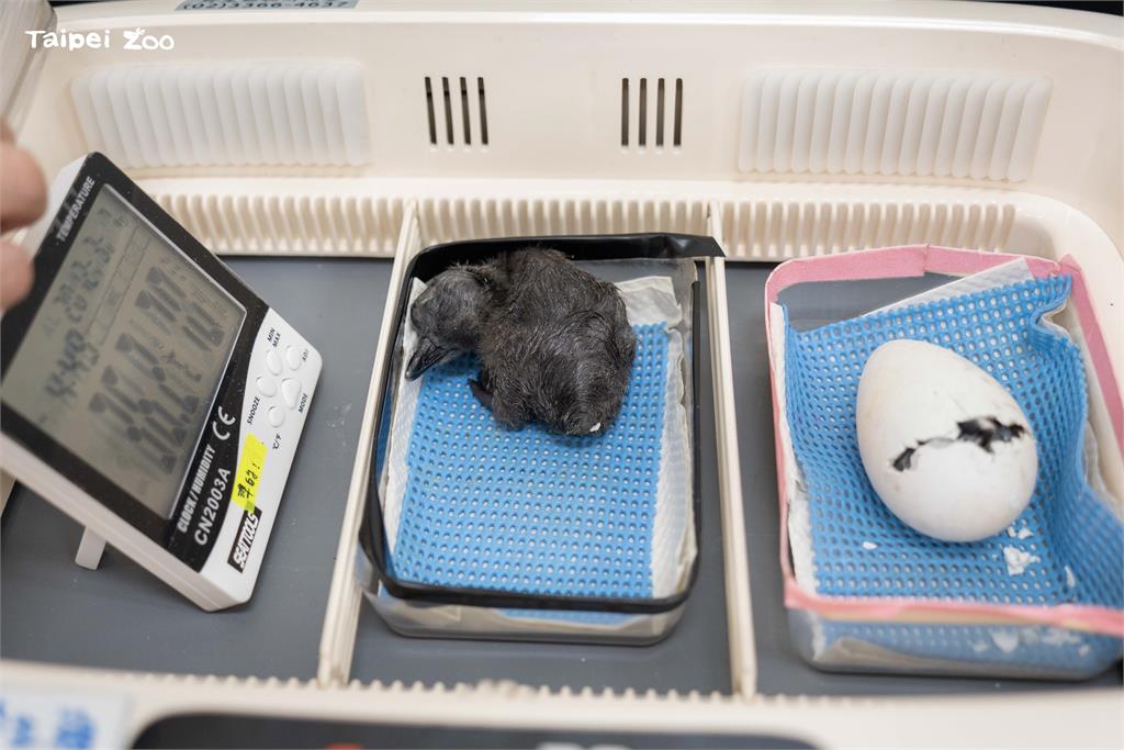 快新聞／萌翻！迎來超萌寶寶潮　台北動物園「這1動物」幼兒園開張