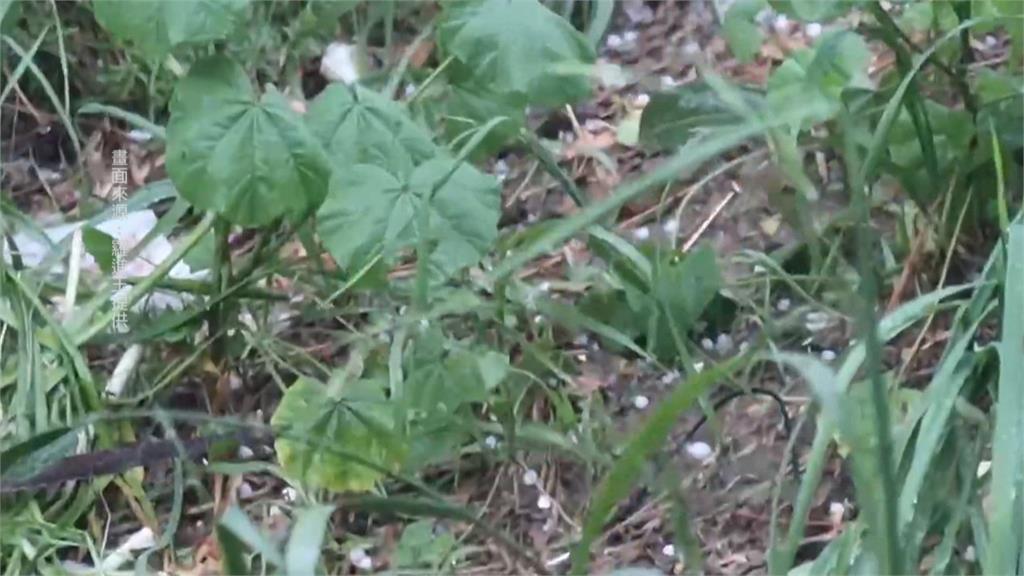冰雹頻繁襲擊大梨山! 農民憂農作物遭砸傷受損