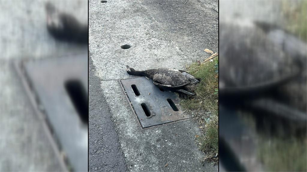 上班途中驚見天外飛鴨! 屏東騎士遭「突襲」險摔車