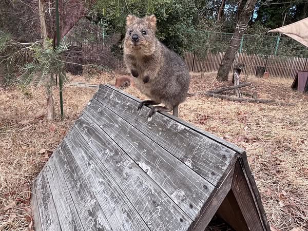 澳洲「短尾矮袋鼠」萌經濟 琦玉動物園製女兒節娃娃