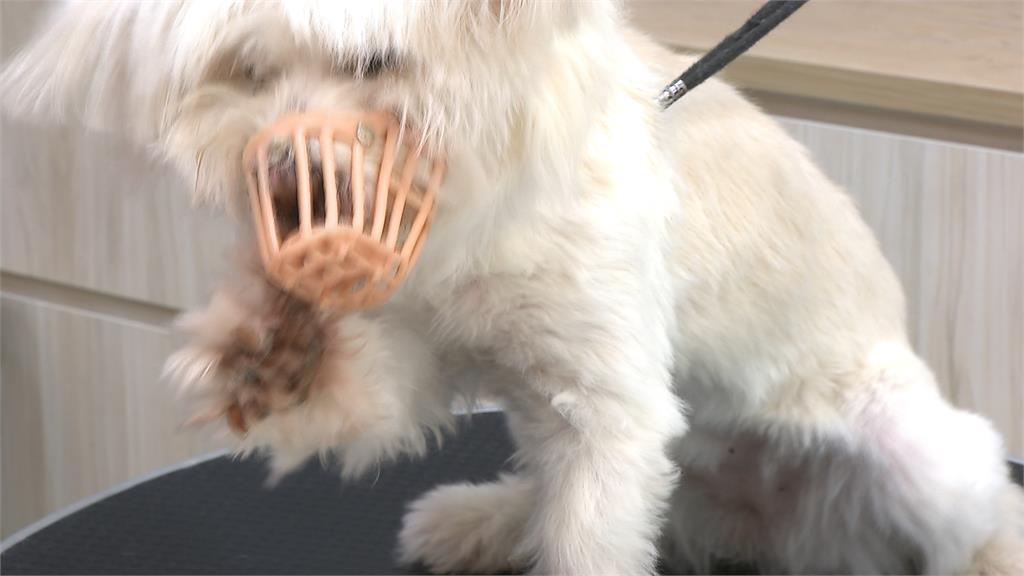 犬貓美容定型化契約上路! 三天未接回可通報動保機關