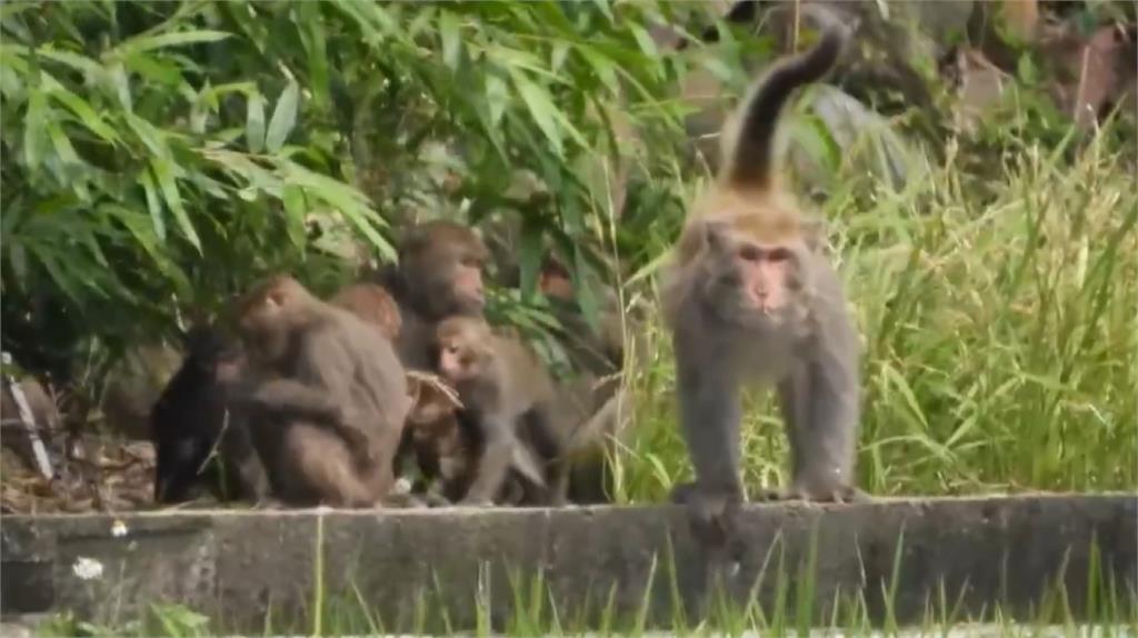 「山壁猴」大軍搜刮果園　！　農民感嘆：用鞭炮趕也不怕