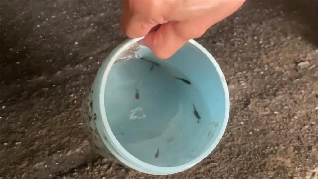 停車場變大魚塭? 20年來反覆積水 國宅地下室撈到孔雀魚