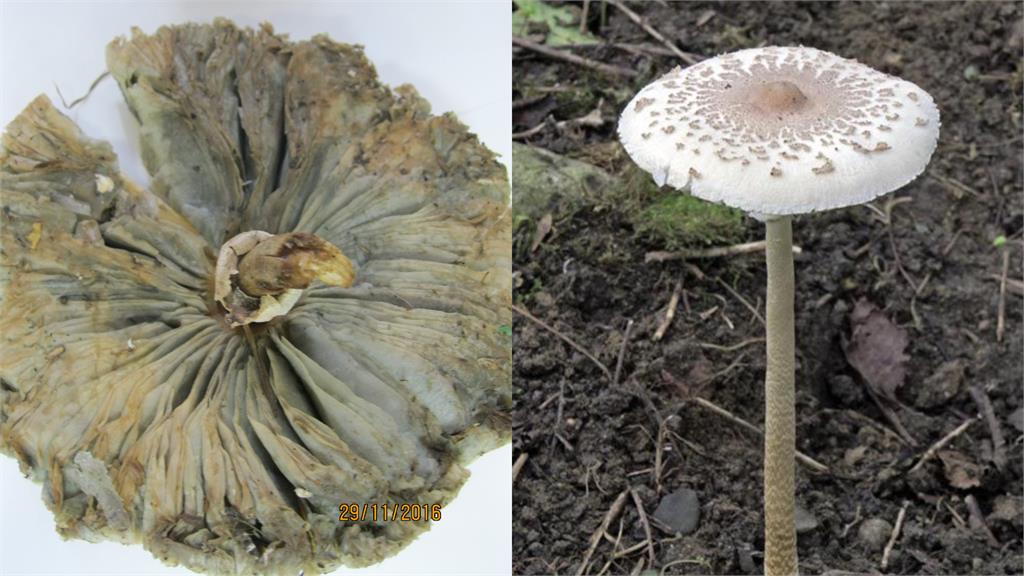 高雄連日大雨公園竟成「菇菇森林」！里長：「這1菇」亂採亂食恐中毒