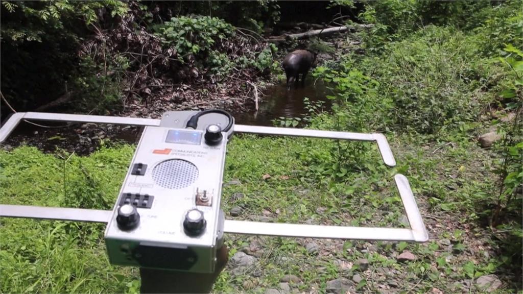 尼加拉瓜瀕危動物　當局野放7隻「中美貘」盼繁殖復育