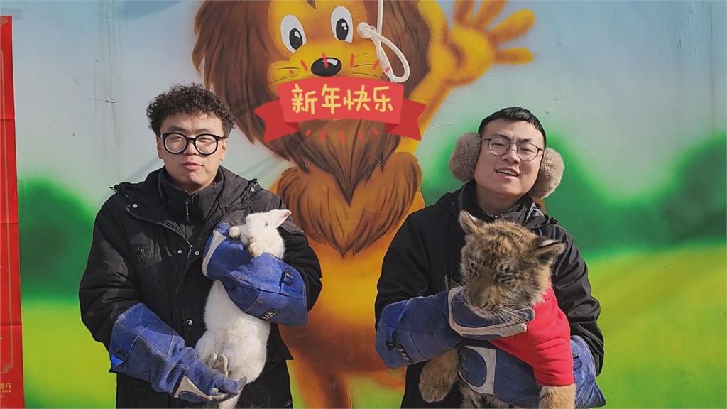 中國動物園「新年虎兔交接」兔子險變年夜飯　網傻眼：花式秀智商下限
