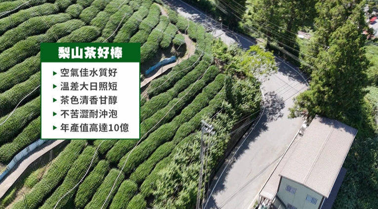 台中梨山百年茶廠二代接班　２３歲茶農運用AI、鑽研電商