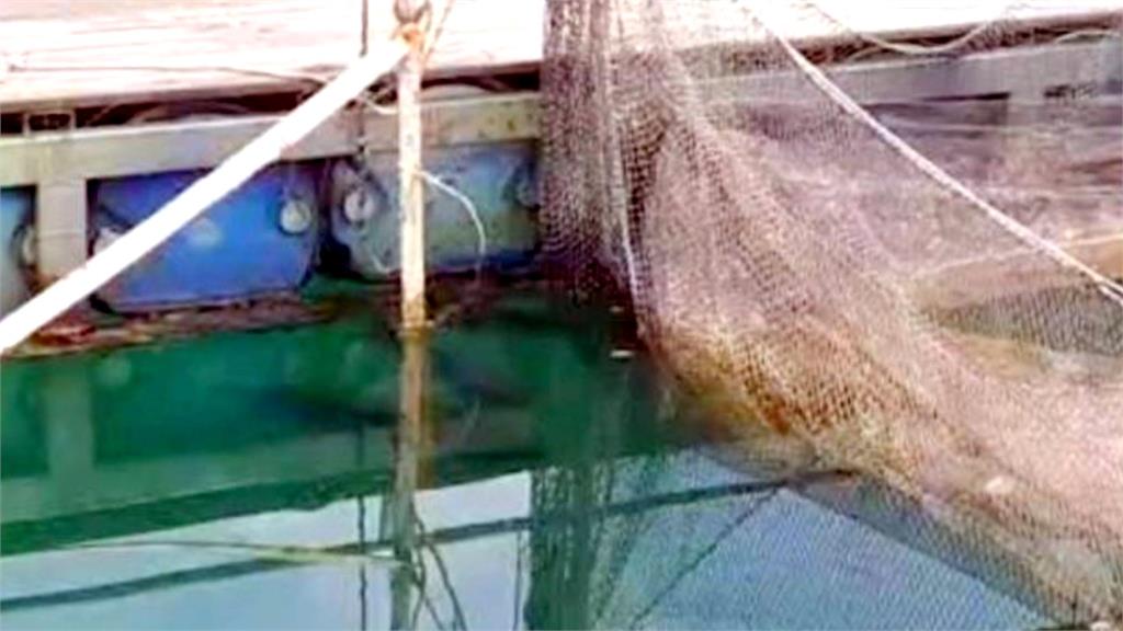 魚虎偷襲養殖場總統魚失敗　跳躍擱淺漁排遭艷陽「曬熟」