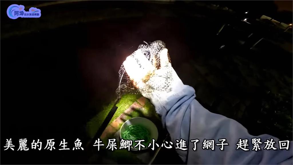外來種侵台!達人一夜狂撈近10斤小龍蝦 犒賞「樂園員工」上演餵食秀