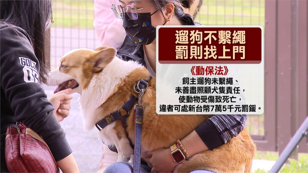 柴犬沒牽繩!突衝馬路遭撞死 畫面曝光「1關鍵」飼主慘了