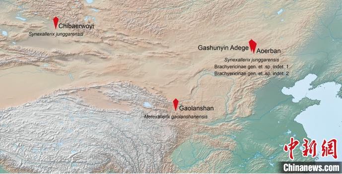 2000萬年前「短面猬化石」內蒙古出土！科學家驚與北美「親戚」更密切