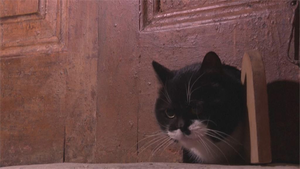 浪貓變明星! 伊斯坦堡盛行「愛貓文化」 享受國王般待遇