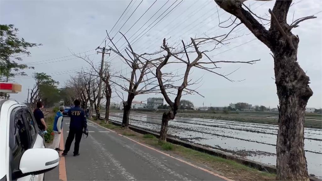 彰化糖鐵綠道路樹慘遭毒手！　40棵樹遭剝皮注毒枯死