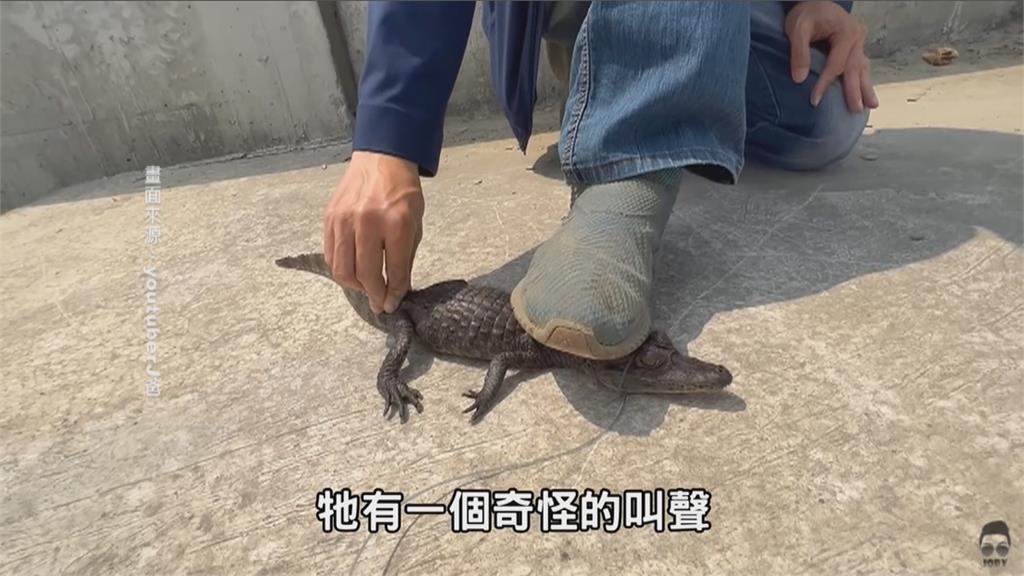 台南驚現鱷魚出沒 youtuberJ爸捕捉上岸