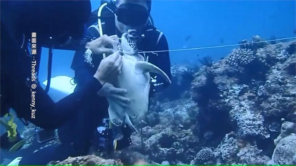 海上2隻小海龜被漁網纏繞！　澎湖浮潛業者果斷救援
