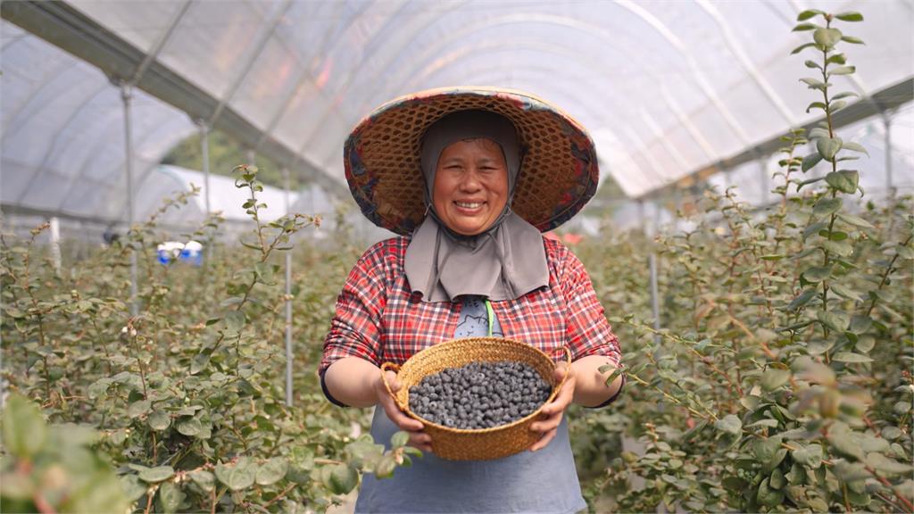 台灣在地產出高營養藍莓　嘉義阿里山新鮮直送餐桌