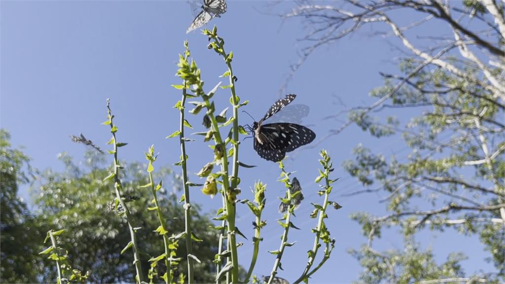 台東戒治所打造復育環境　種植「蜜源植物」吸蝴蝶停留