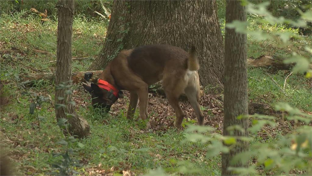 美國保育工作犬嗅蘭花　尋得珍稀植物　幫助物種保育