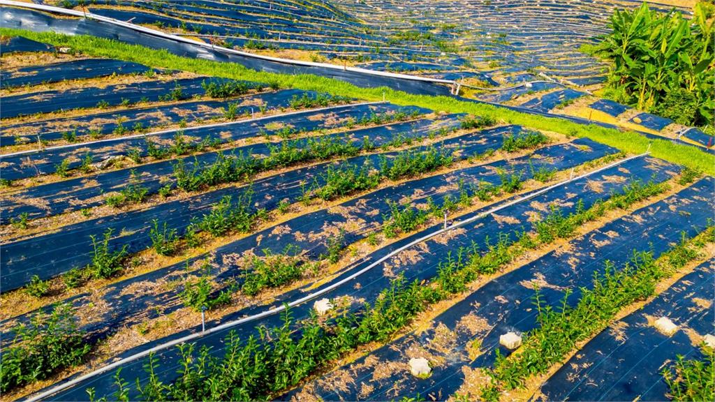 黃偉哲與茶之魔手開創茶產業，東山區採收第一批台南茶！