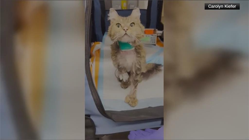 加州野火「緬因貓走失」 飼主急尋2個月終於重逢