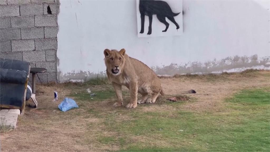 收編萬獸之王！　利比亞男養兇猛獅子當寵物