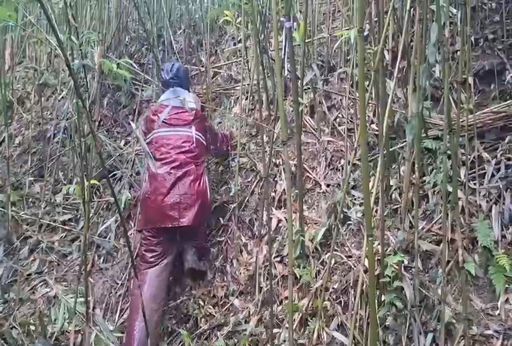 花蓮光復鄉箭竹筍豐產！　農會號召支持災區農特產